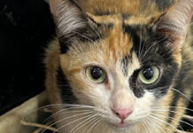 Brumadinho: programas de proteção à fauna e à flora da região atingida são validados pelos compromitentes