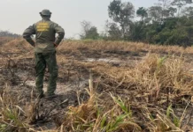 Brasil reduz 70% da área queimada no primeiro trimestre de 2025