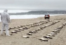 Mais de 3.200 pinguins morreram no litoral brasileiro em 2025