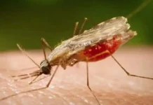 Novo mosquito urbano pode trazer malária para as cidades brasileiras, alertam pesquisadores da USP
